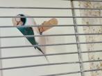 Overjarige gouldamadines, Dieren en Toebehoren, Vogels | Overige Vogels, Meerdere dieren, Tropenvogel, Geringd