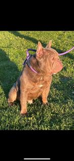 Reutje 6 jaar oud zoekt gouden mandje, Dieren en Toebehoren, Honden | Bulldogs, Pinschers en Molossers, 6 jaar of ouder, Particulier