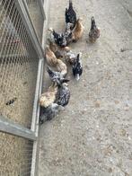 Te koop Serama kippen a b en c klassen, Dieren en Toebehoren, Meerdere dieren, Kip