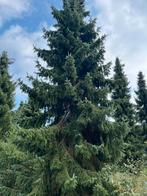 Grote kerstbomen, Tuin en Terras, Planten | Bomen, Ophalen, Volle zon, Overige soorten