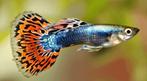 Guppies tekoop, Dieren en Toebehoren, Vis