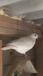 Jonge postduif, Dieren en Toebehoren, Vogels | Duiven, Meerdere dieren, Postduif