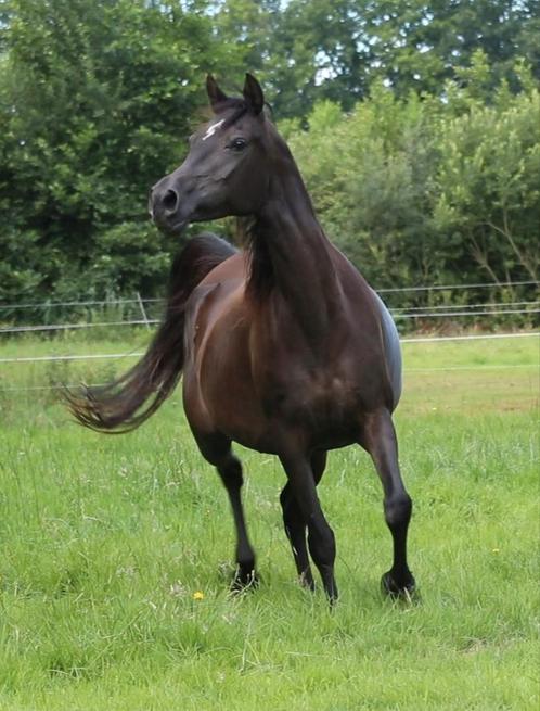 ️ Exclusieve Arabieren te koop ️, Dieren en Toebehoren, Paarden, Meerdere dieren, Minder dan 160 cm, 0 tot 2 jaar, Met stamboom