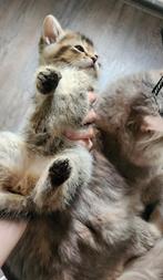 Brits kort haar, Dieren en Toebehoren, Poes