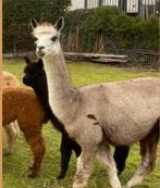 Drachtige Alpaca merrie., Dieren en Toebehoren, Juni, Vrouwelijk