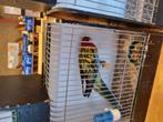 rosellas man, Dieren en Toebehoren, Vogels | Parkieten en Papegaaien, Mannelijk, Parkiet