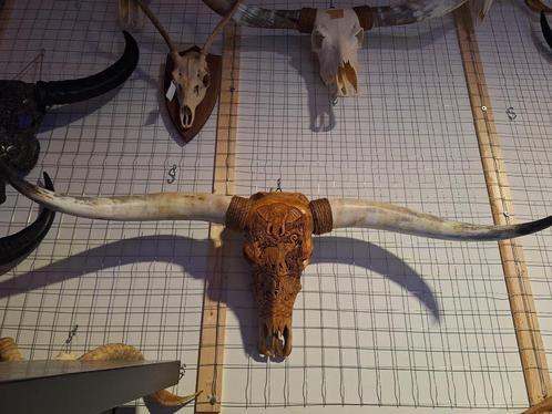 Buffel schedel - Ram schedels - Longhoorn - Dieren schedels, Huis en Inrichting, Woonaccessoires | Wanddecoraties, Nieuw, Verzenden