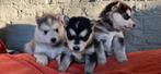 Knappe Shepsky pups te koop ( witte herder x husky ), Dieren en Toebehoren, Honden | Herdershonden en Veedrijvers, CDV (hondenziekte)