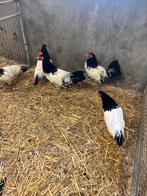 TE KOOP LAKENVELDER KIPPEN 3 HENNEN MET 1 HAAN, Meerdere dieren, Kip