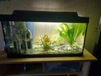 Aquarium met vissen en veel toebehoren, Dieren en Toebehoren, Ophalen, Zo goed als nieuw, Gevuld zoetwateraquarium