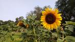 Reuze Zonnebloem, Ophalen, Voorjaar, Volle zon, Zaad