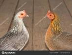 Krielkippen: [Veel rassen en veel kleuren] RUIME KEUZE!, Dieren en Toebehoren, Pluimvee, Vrouwelijk, Kip