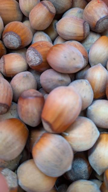Verse hazelnoten beschikbaar voor biedingen