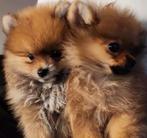 Pomeriaan pups, Dieren en Toebehoren, Particulier, Rabiës (hondsdolheid), 15 weken tot 1 jaar, Overige rassen