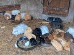 Cavias, Dieren en Toebehoren, Knaagdieren, Meerdere dieren, Cavia, Na 1 juli 2024