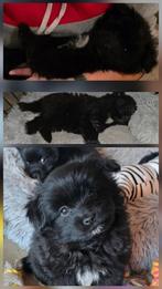 Lief teefje Pomeriaan x Boomer!🐶🩷, Overige rassen, 8 tot 15 weken, Teef, Eén hond