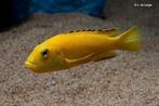 Labidochromis caeruleus., Dieren en Toebehoren, Vissen | Aquariumvissen, Vis