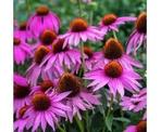 Zaden Zonnehoed purpurea, Ophalen of Verzenden, Voorjaar, Volle zon, Zaad