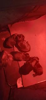 ....PRACHTIGE SHIH TZU PUPS..., Dieren en Toebehoren, Honden | Chihuahua's en Gezelschapshonden, Parvo, Overige rassen, 8 tot 15 weken