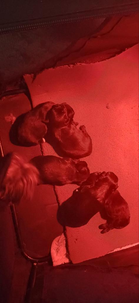 ....PRACHTIGE SHIH TZU PUPS..., Dieren en Toebehoren, Honden | Chihuahua's en Gezelschapshonden, Meerdere dieren, Overige rassen