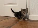 Lieve cyperse kittens te koop, Meerdere dieren