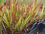 Imperata red baron bloedgras, Ophalen of Verzenden, Zomer, Overige soorten, Volle zon