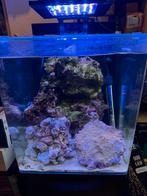 Zeeaquarium  blue marine 60, Dieren en Toebehoren, Vissen | Aquaria en Toebehoren, Ophalen of Verzenden, Zo goed als nieuw, Gevuld zeewateraquarium