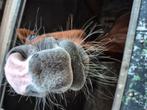 Gezocht stalling merrie, Dieren en Toebehoren, Stalling en Weidegang, Weidegang, 1 paard of pony