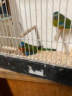 Koppel Turquisine parkieten, Meerdere dieren, Parkiet
