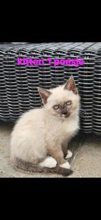 ♡ 6 ragdoll kittens ♡, Dieren en Toebehoren, Meerdere dieren