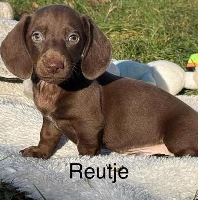 Dwergteckel pups, Dieren en Toebehoren, Honden | Teckels en Dashonden, Meerdere dieren, Korthaar, Dwerg, Particulier, Meerdere