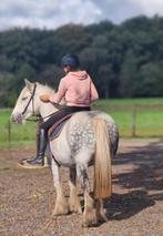 Prachtige tinkermerrie grote maat, Dieren en Toebehoren, Paarden, Merrie, Minder dan 160 cm, Niet van toepassing, 0 tot 2 jaar