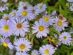 Aster, 1.40 hoog, lila, 4 euro, 3 voor 10 euro., Tuin en Terras, Planten | Tuinplanten, Ophalen of Verzenden, Overige soorten