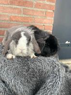 Super schattige dwerghangoor konijntjes, Dieren en Toebehoren, Konijnen, Vrouwelijk