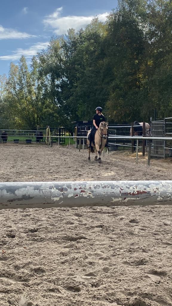 Bijrijder aangeboden, Dieren en Toebehoren, Paarden en Pony's | Verzorgingsproducten, Ophalen of Verzenden