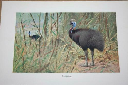 Antieke kleurenlitho - Loopvogel Helmkasuaris - Ca 1900 !!, Antiek en Kunst, Kunst | Litho's en Zeefdrukken, Ophalen of Verzenden