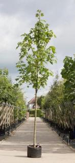 Acer pseudoplatanus gewone esdoorn boom, Halfschaduw, Overige soorten, Lente, 250 tot 400 cm