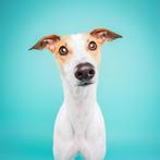 Dekreu Whippet/Greyhound, Reu, Parvo, Eén hond, 3 tot 5 jaar