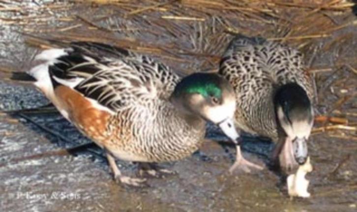 Siereenden-Ganzen en zwanen, Dieren en Toebehoren, Pluimvee, Eend, Meerdere dieren