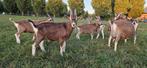 Toggenburger dekbokken te koop, Dieren en Toebehoren, Schapen, Geiten en Varkens, Mannelijk, Geit, 0 tot 2 jaar
