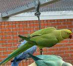Groene halsbandparkiet split lacewing split opaline, Dieren en Toebehoren, Vogels | Parkieten en Papegaaien, Mannelijk, Parkiet