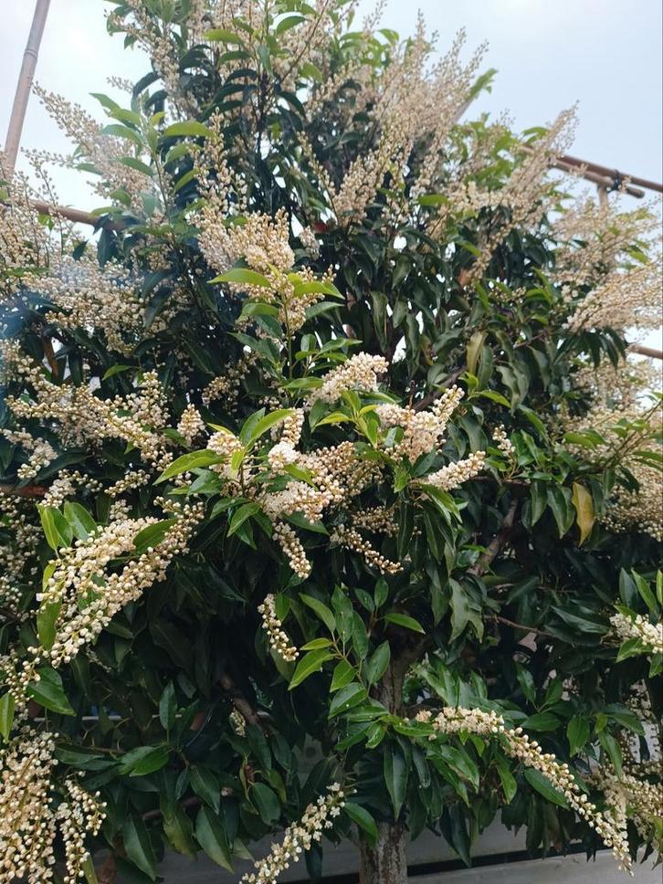 Portugese laurier | Prunus lusitanica angustifolia, Tuin en Terras, Planten | Bomen, Ophalen of Verzenden