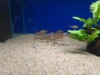Corydoras pantanalensis C005 - aquariumcentrum Helmond, Vis, Zoetwatervis