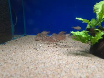 Corydoras pantanalensis C005 - aquariumcentrum Helmond beschikbaar voor biedingen