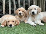 Golden Retriever pups | Reutjes, Golden retriever, Nederland, CDV (hondenziekte), 8 tot 15 weken