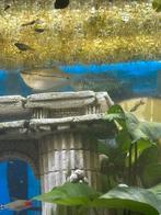 Diamant gourami, Dieren en Toebehoren, Vis