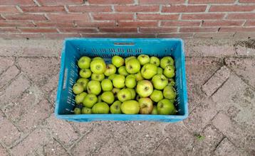Verse groene Jonagold appels uit eigen tuin beschikbaar voor biedingen