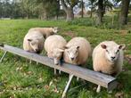 Ooilammeren Texelaar, Dieren en Toebehoren, Schapen, Geiten en Varkens, Vrouwelijk, Schaap