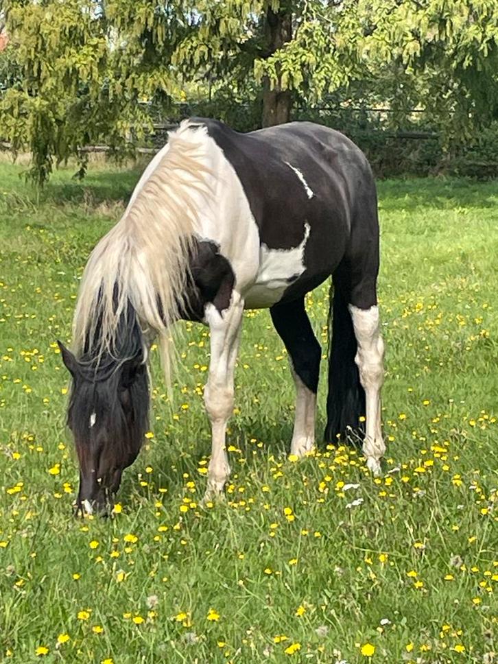 Bonte ruin gratis, Dieren en Toebehoren, Paarden, Ruin, Niet van toepassing, 165 tot 170 cm, 11 jaar of ouder, Recreatiepaard