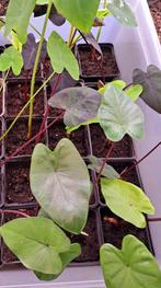 Colocasia , diverse varianten, Tuin en Terras, Planten | Tuinplanten, Zomer, Vaste plant, Ophalen of Verzenden, Overige soorten